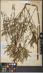 Foto von Salix repens subsp. rosmarinifolia (L.) Andersson